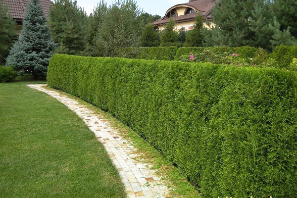 Vertical Image 1